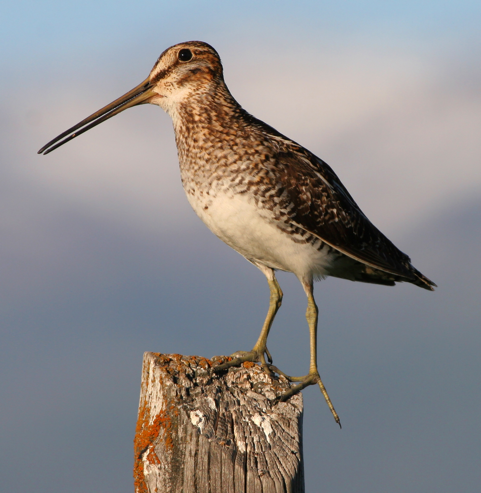 Snipe